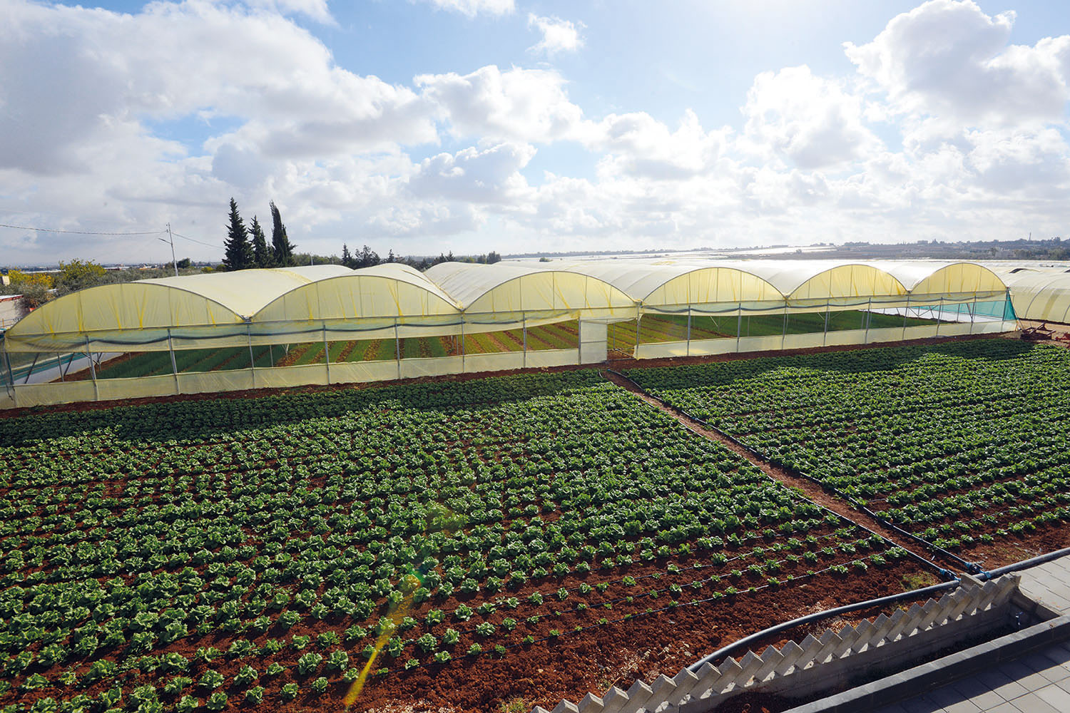 alallaf_high_quality_primary_materials_parts_agriculture_jordan_polyethylene_pellets_plastic_4