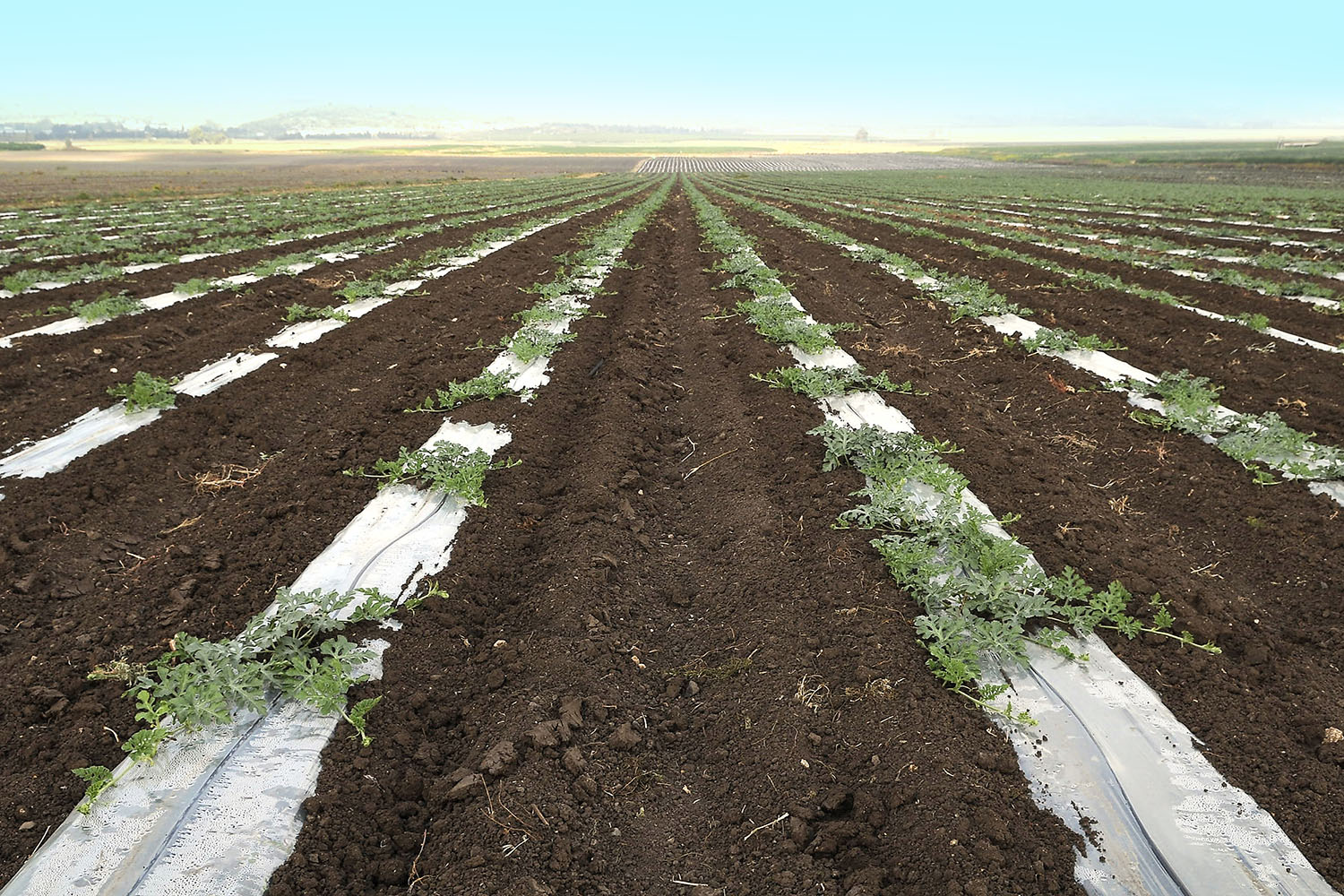 alallaf_mulch_plastic_high_quality_primary_materials_agriculture_jordan_polyethylene_pellets_2_1500X1000